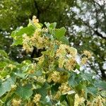 Tilia cordataफूल