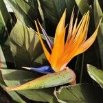 Strelitzia reginaeFlors