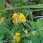 Lotus subbiflorus Blüte