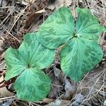 Trillium sessile 叶