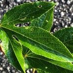 Passiflora incarnata Blatt