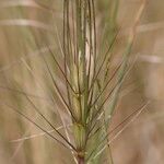 Taeniatherum caput-medusae Leaf