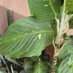 Dieffenbachia oerstedii Hoja