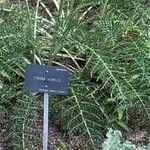 Cynara humilis Hoja