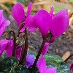 Cyclamen repandum Flower