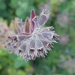 Teucrium botrys Fruit