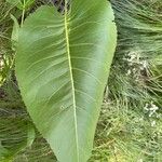 Silphium terebinthinaceum Lapas