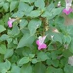 Impatiens balfourii 形态