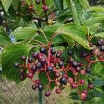 Cornus alternifolia Fruit