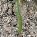 Cryptantha clevelandii Leaf