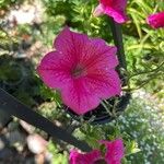 Petunia x atkinsiana പുഷ്പം