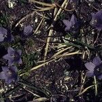 Campanula lasiocarpa Hábitos