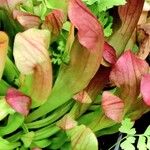 Sarracenia purpurea 花