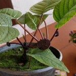 Dorstenia elata Цвят