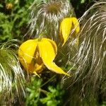 Clematis tangutica Flower