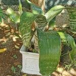 Aechmea fasciata List