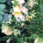 Digitalis obscura Flower