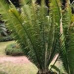 Dioon mejiae موطن