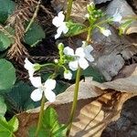 Cardamine trifolia Virág