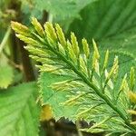 Catapodium rigidum Flor