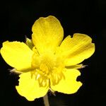 Ranunculus sprunerianus Квітка