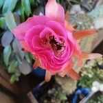 Echinopsis huascha Flor