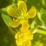 Ranunculus muricatus Flower