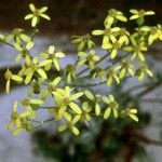 Senecio spartioides Цвят