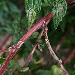 Parietaria judaica Bark