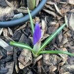 Crocus neapolitanus Flors