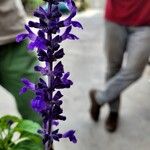 Salvia farinacea Blüte