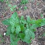 Arum italicum x Arum maculatum Hoja