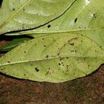 Psychotria champluvierae Leaf