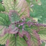 Plectranthus fruticosus Sonstige
