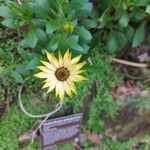 Dimorphotheca sinuata Flower