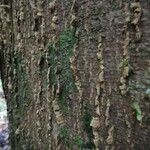 Alstonia costata Corteza