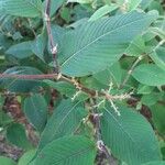 Koenigia campanulata Leaf