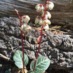 Pyrola picta Habit