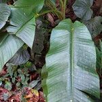 Musa velutina Leaf