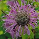 Monarda fistulosa 花