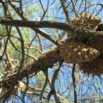 Pinus attenuata Агульны выгляд