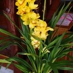 Cymbidium devonianum Vivejo