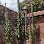 Echium pininanaFlower