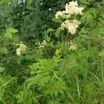 Filipendula ulmariaFlower