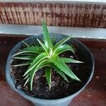 Dyckia brevifolia Лист