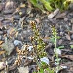 Gamochaeta purpurea Plod