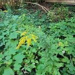 Solidago canadensisFlower