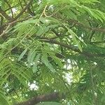 Albizia niopoides Folla