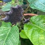 Dorstenia elata Кветка