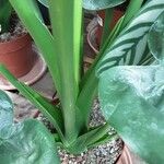 Alocasia cucullata Rusca